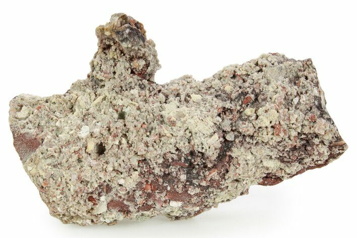 Devonian Petrified Wood (Callixylon) Section - Oldest True Wood #363368